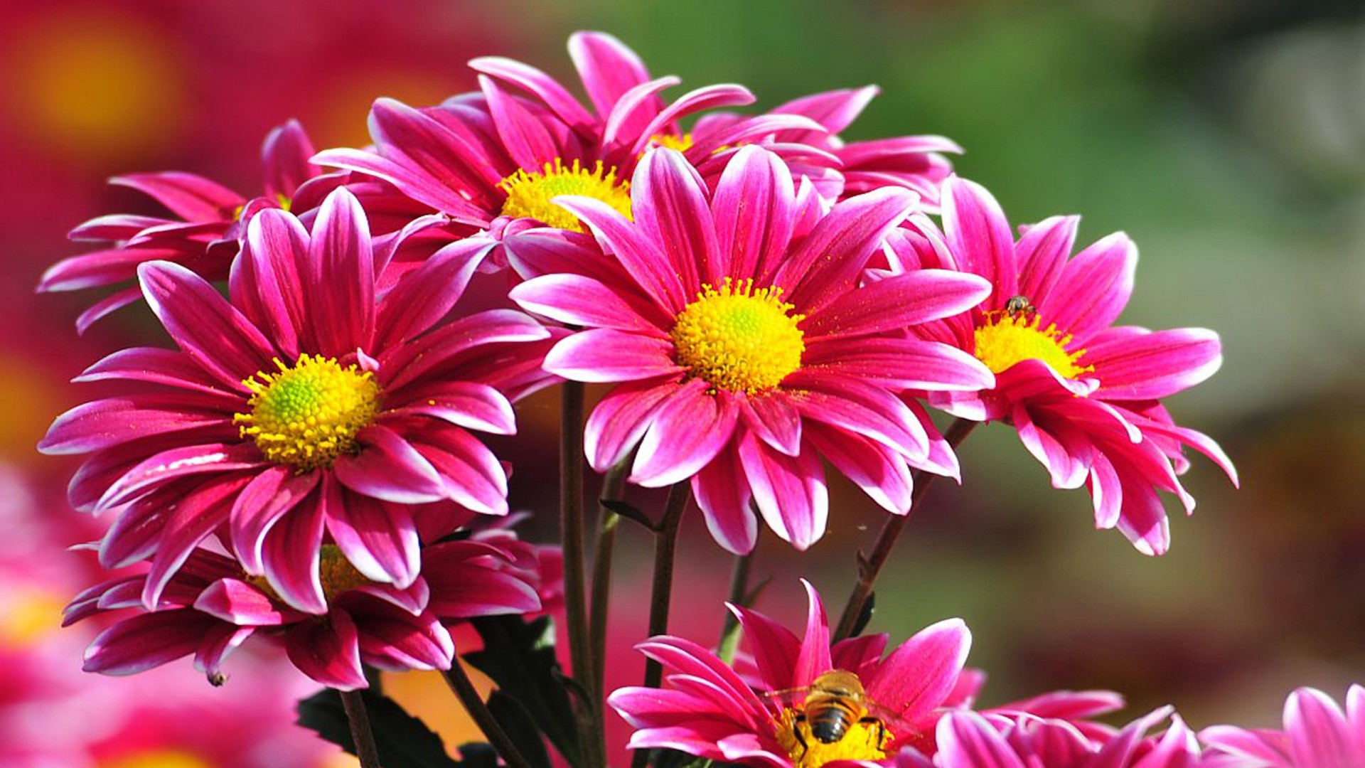Beautiful Flowers Wallpapers for Pc 1920x1080