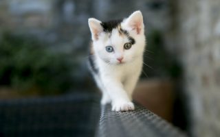 Beautiful Kitten Animal