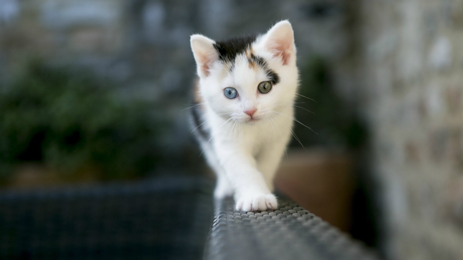 Beautiful Kitten Animal