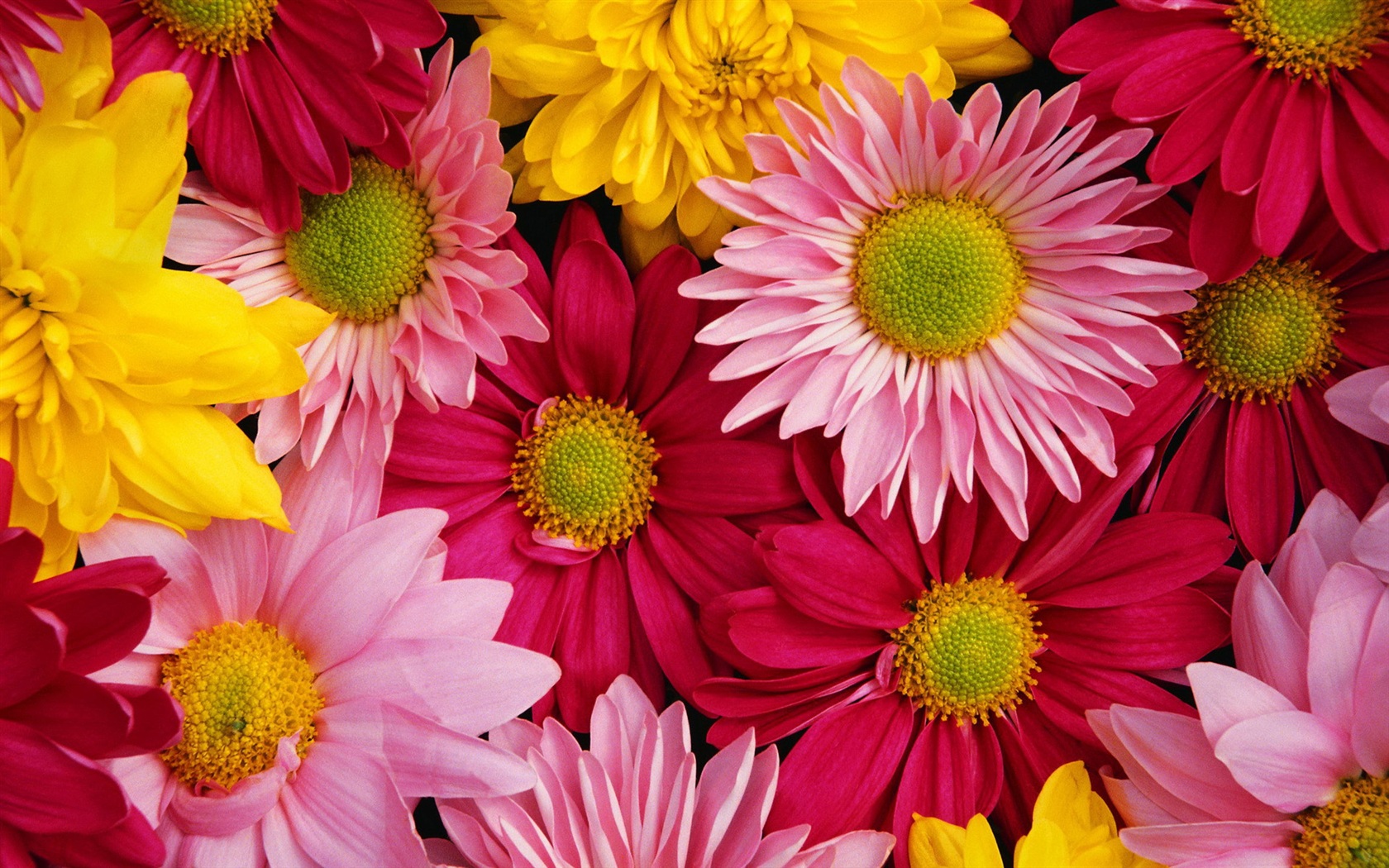 Beautiful Natural Chrysanthemum 1680x1050