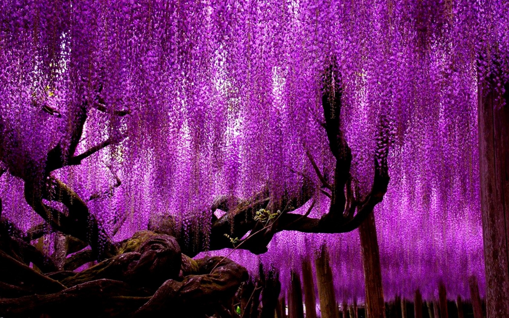 Beautiful Nature Wisteria Tree Wallpaper
