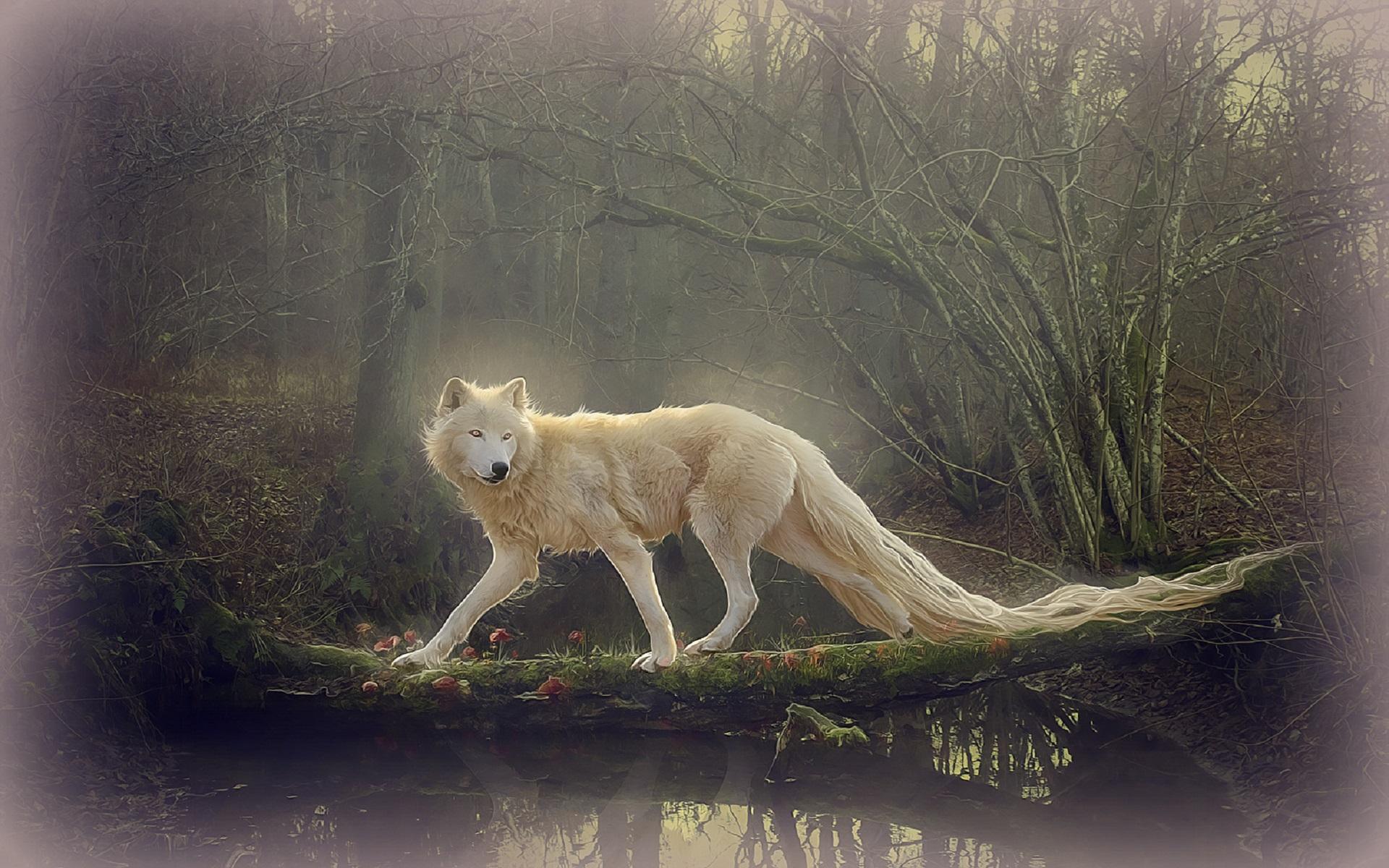 Beautiful White Wolf Wallpaper HD