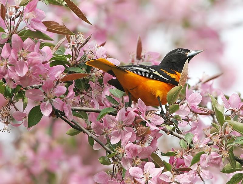 Bird Beautiful Pink Flower