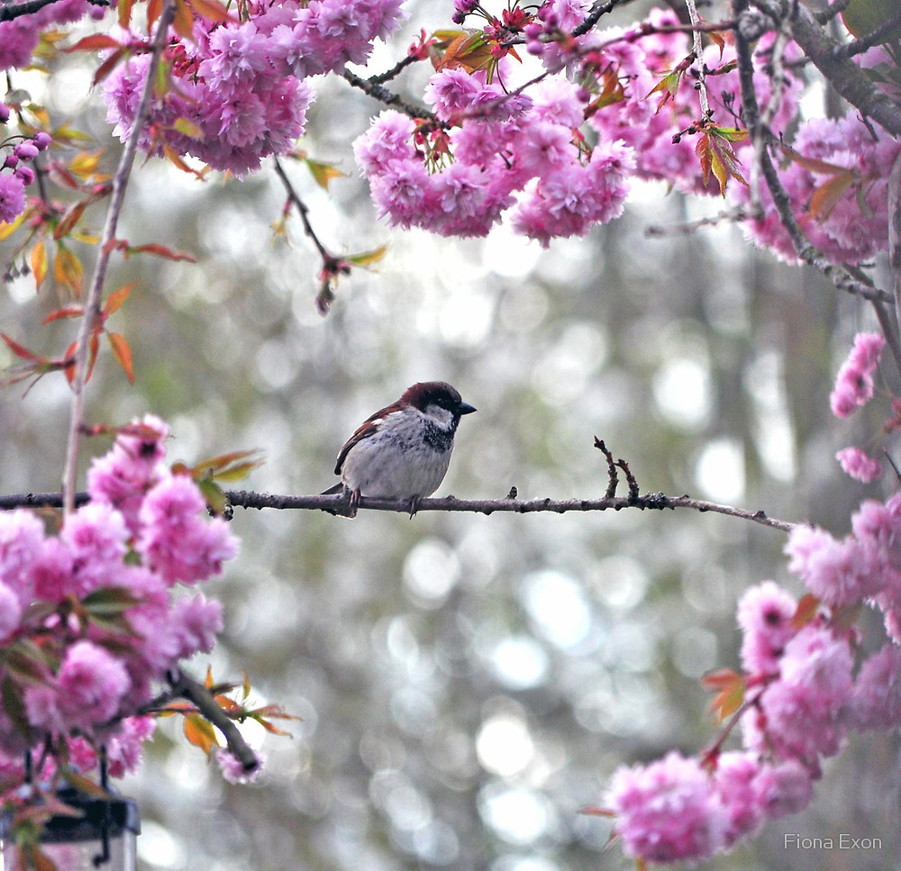 Bird Flowers 1000x967