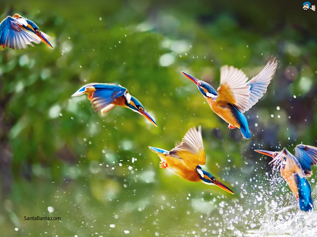 Birds Water | 2020 Live Wallpaper HD