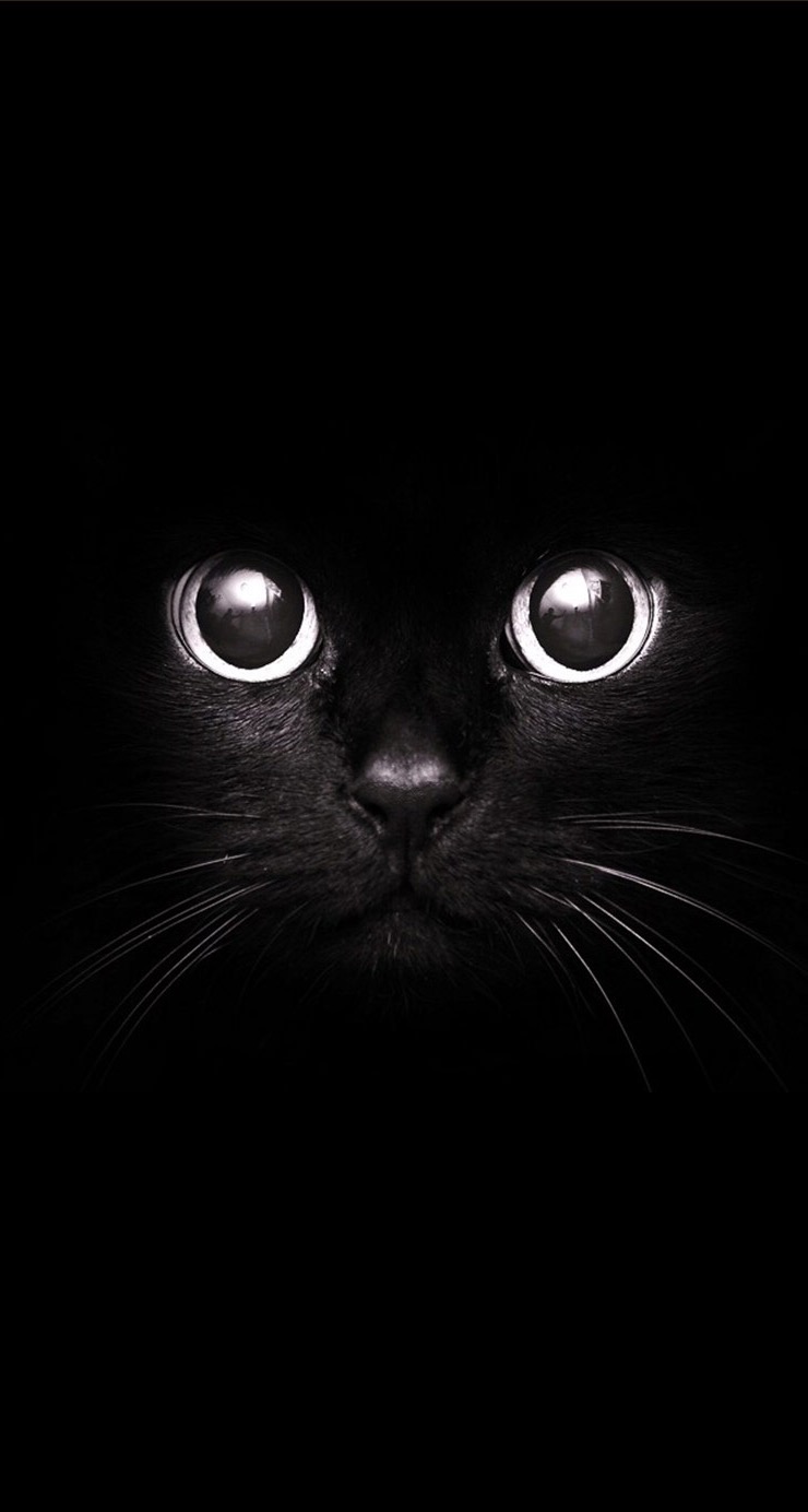 Black Cat Dark Iphone Wallpaper 740x1384