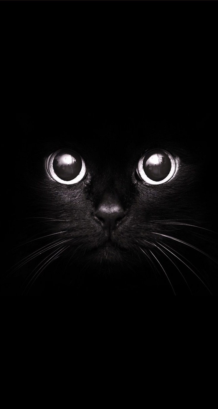 Black Cat with Big Eyes