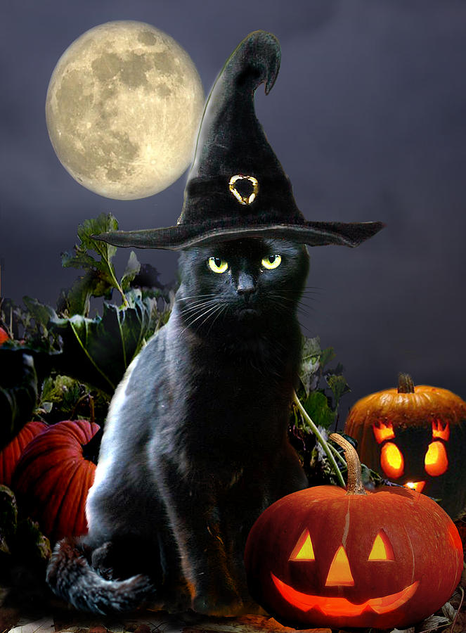 Black Cat Halloween Wallpaper 663x900
