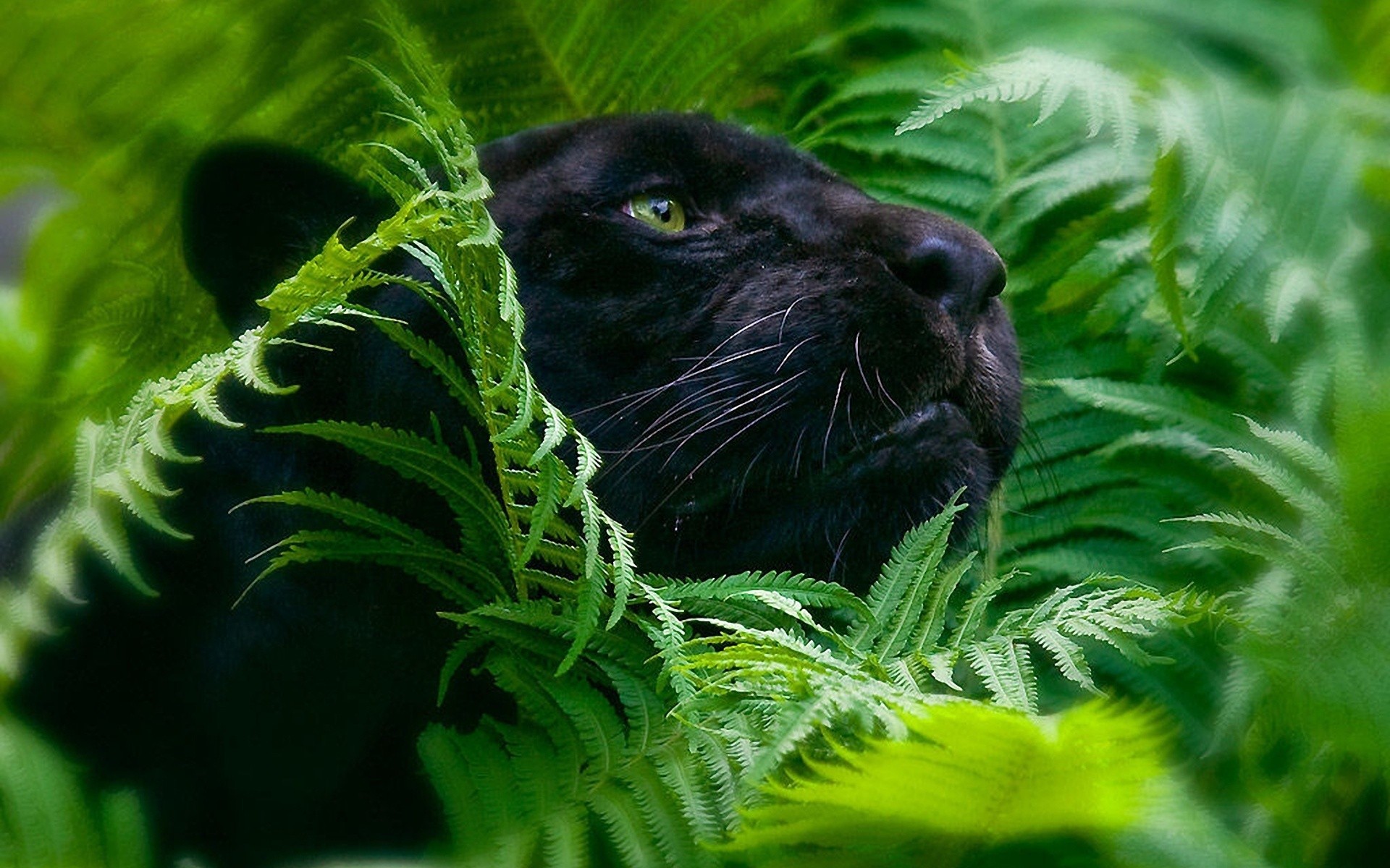 Black Panther Wallpaper