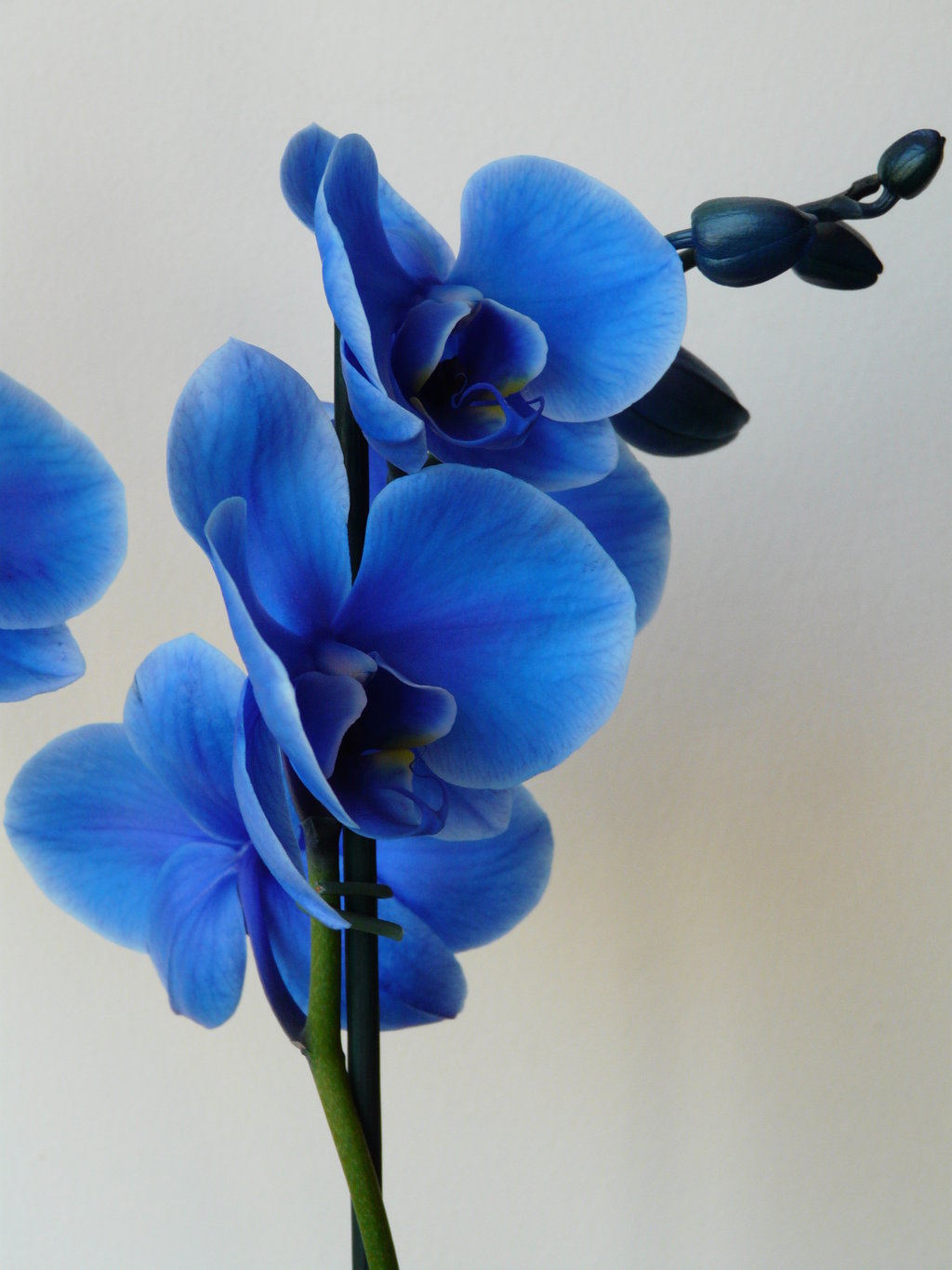 Blue Orchid