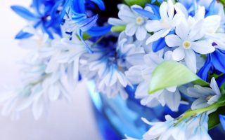Blue White Flowers