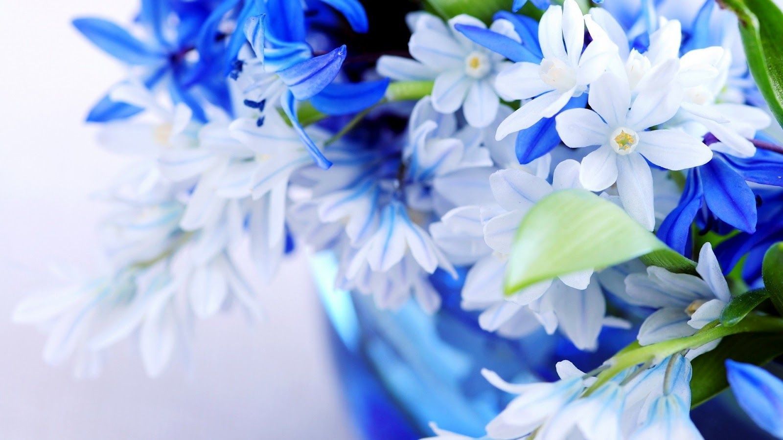 Blue White Flowers 1600x900