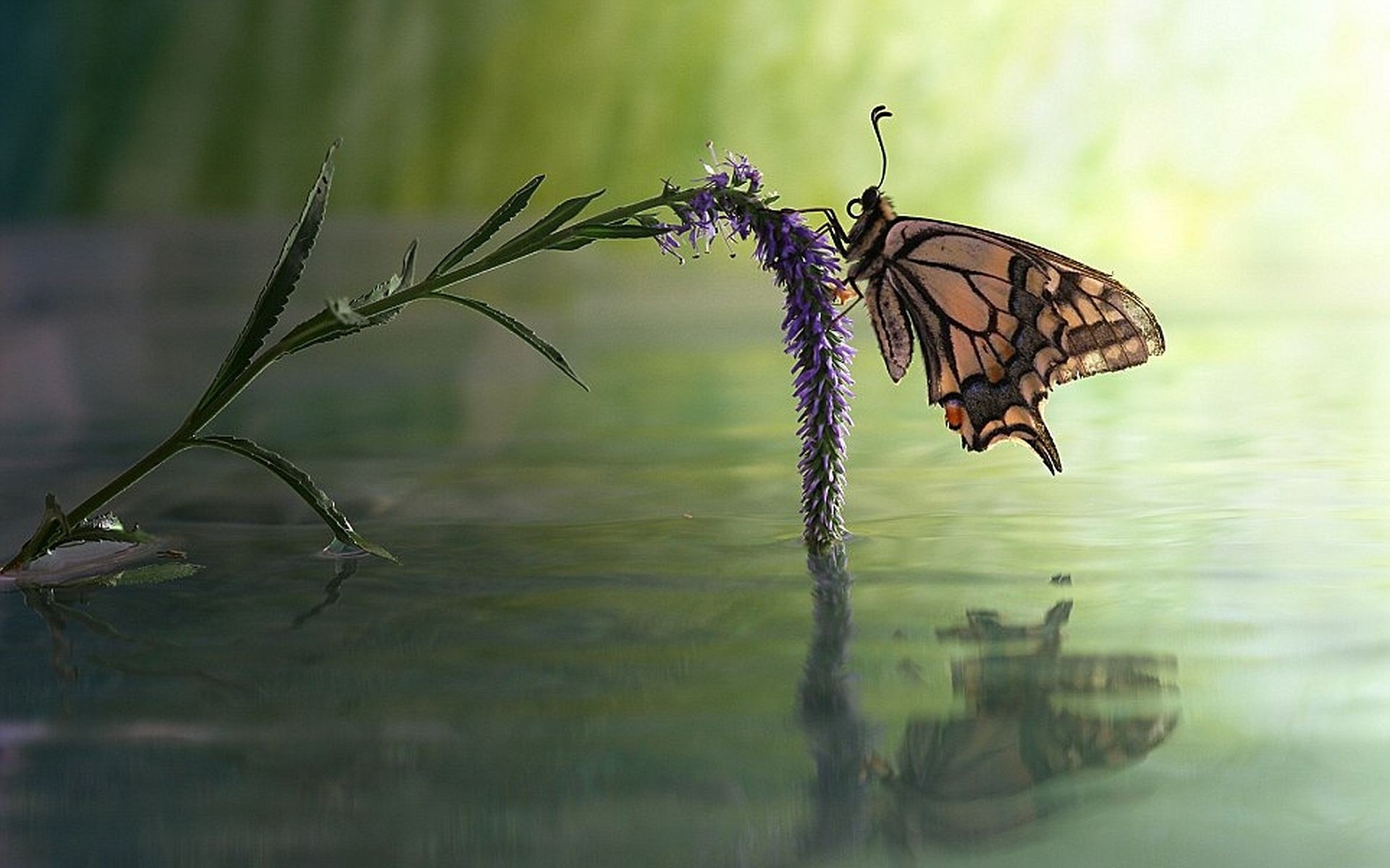 Butterfly Flower Water Wallpaper