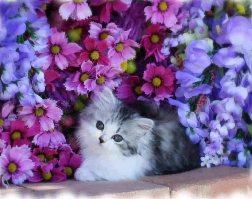 Cat And Flowers