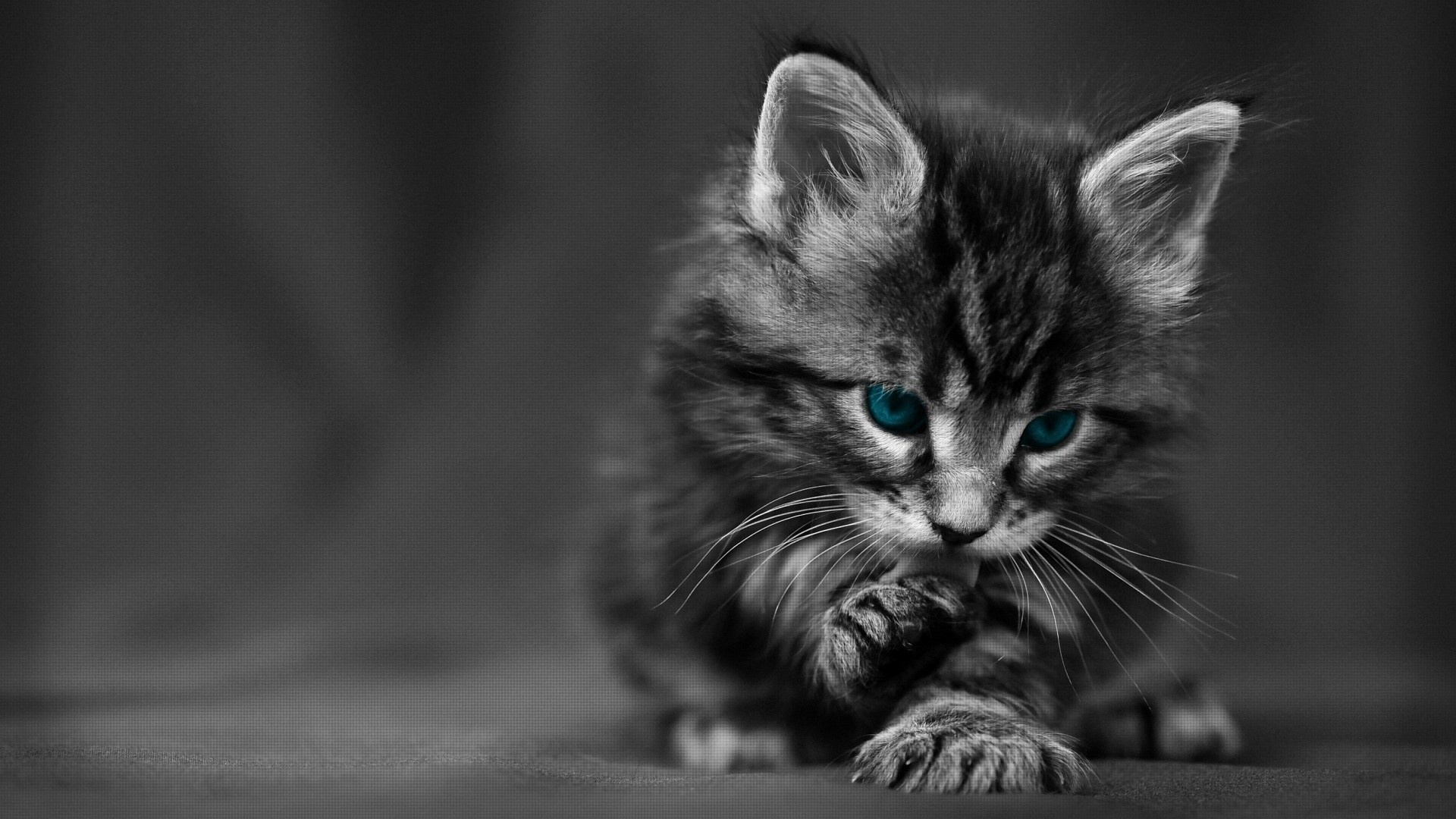 Cat Blue Eyes 1920x1080