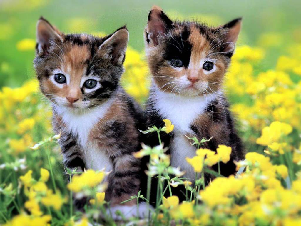 Colorful Kitten Yellow Flowers 1024x768