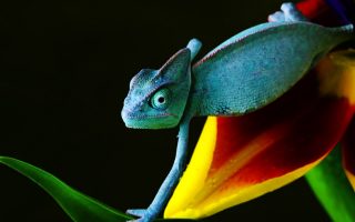 Cool Blue Chameleon Wallpaper