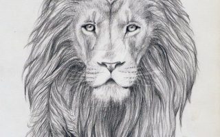 Crown Lion Sketch Art Wallpaper