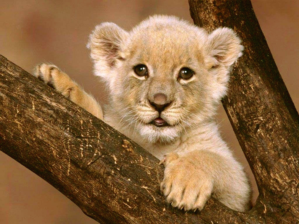 Cute Baby Lion 1024x768
