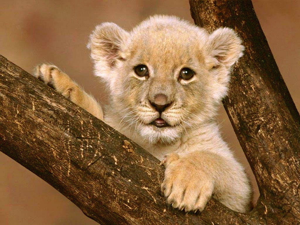 Cute Baby Lion