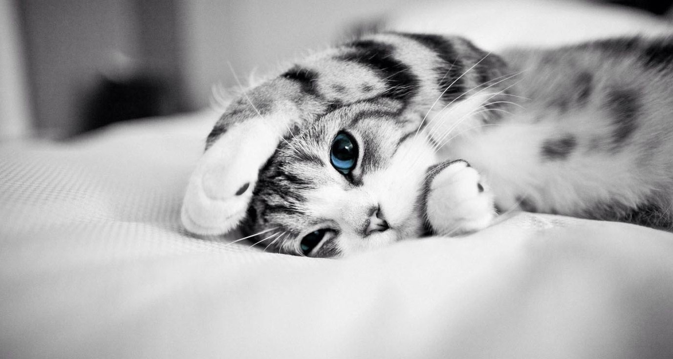 Cute Cat Wallpaper Desktop 1377x736