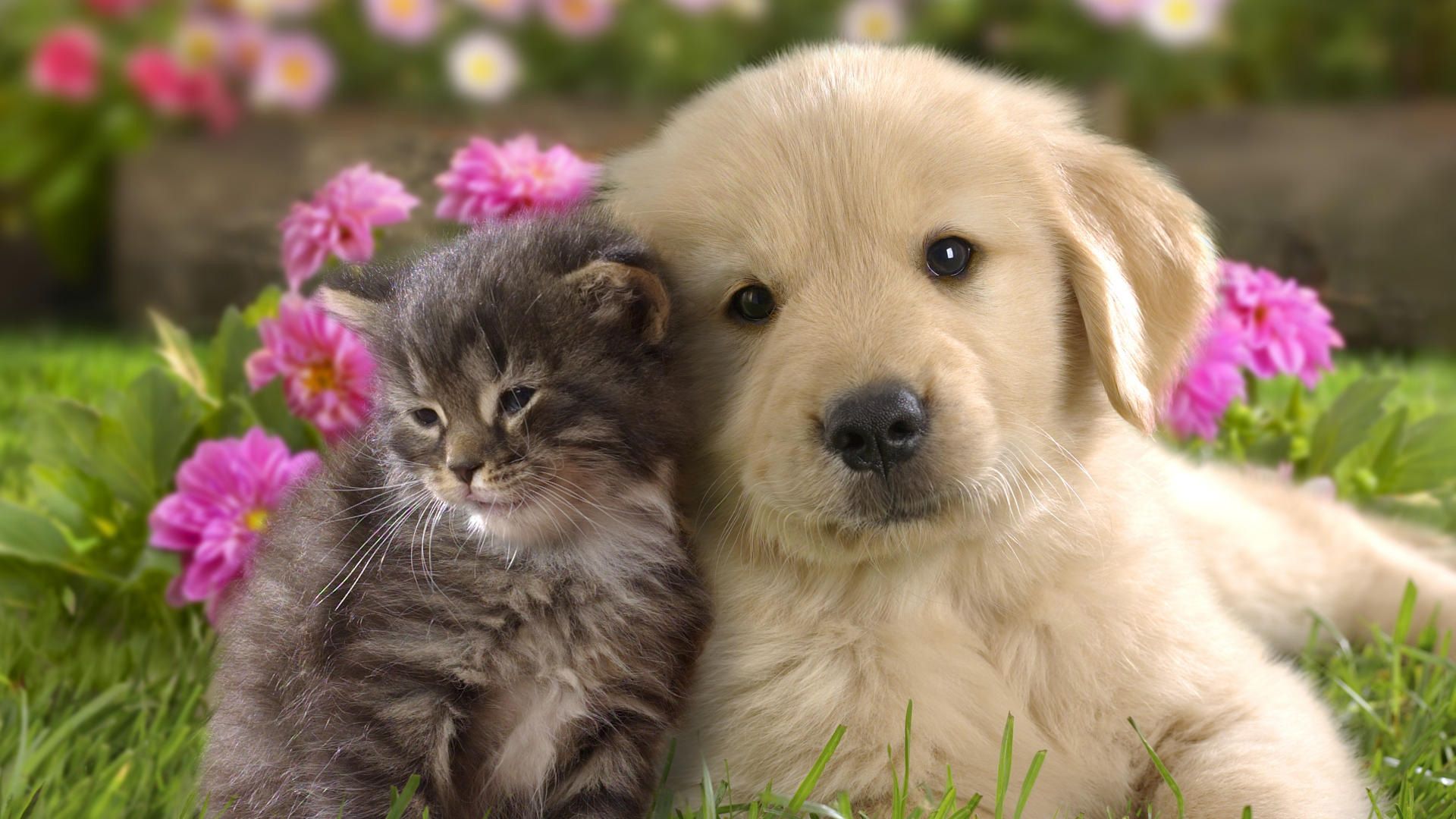 Cute Dog And Cat 1920x1080