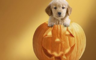 Cute Dog Pumpkin Wallpaper for Halloween