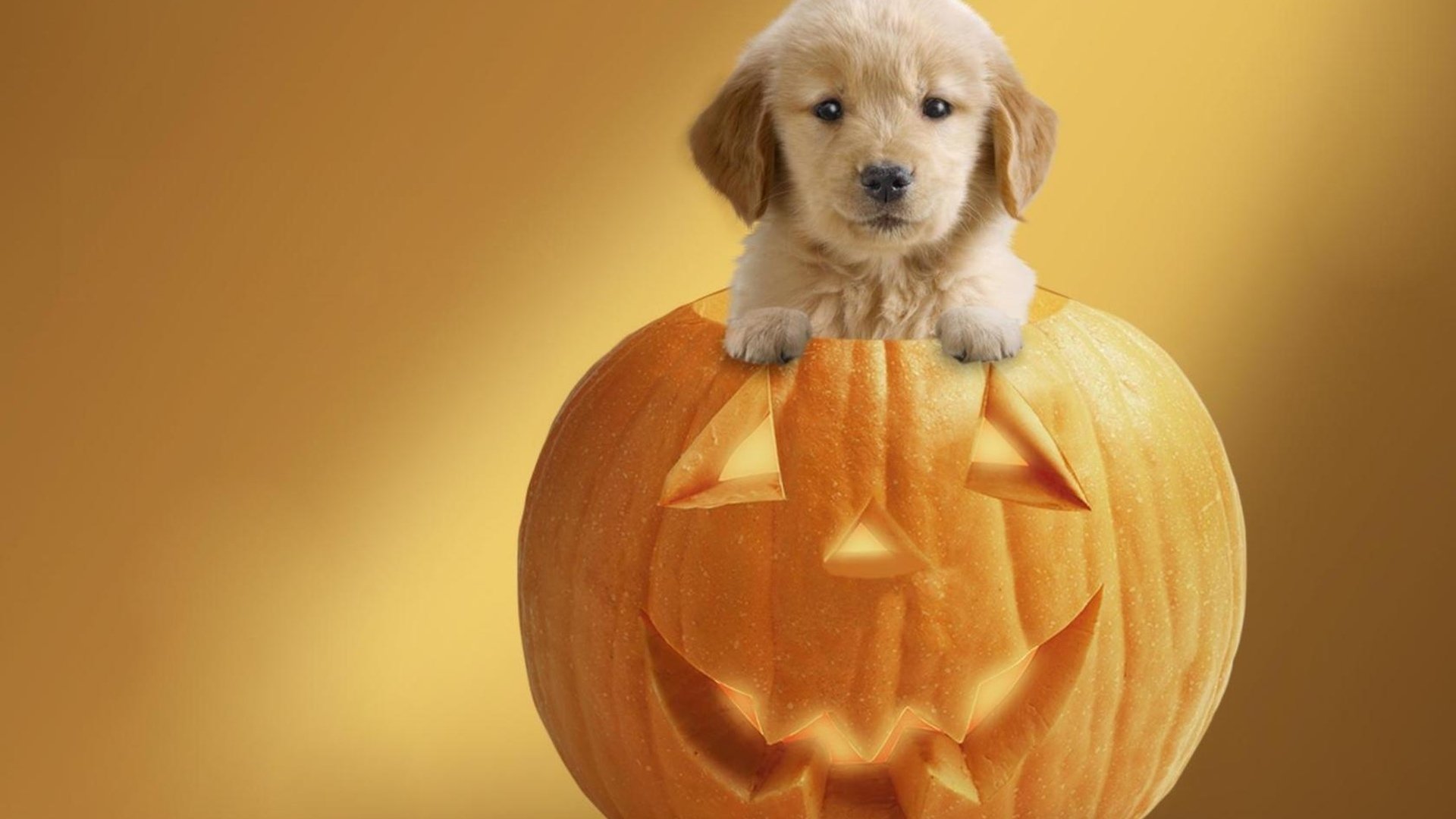 Cute Dog Pumpkin Wallpaper for Halloween