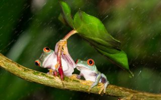 Cute Frog Rain