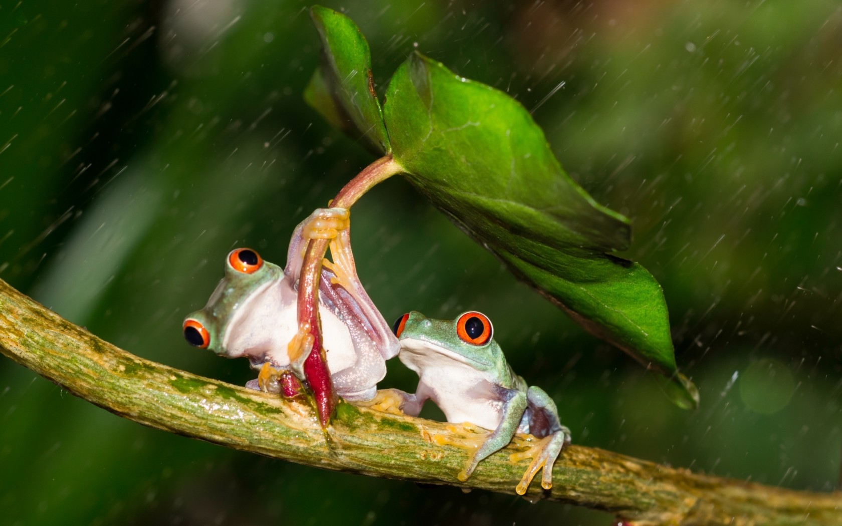 Cute Frog Rain 1680x1050