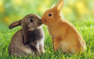 Cute Rabbit Kiss