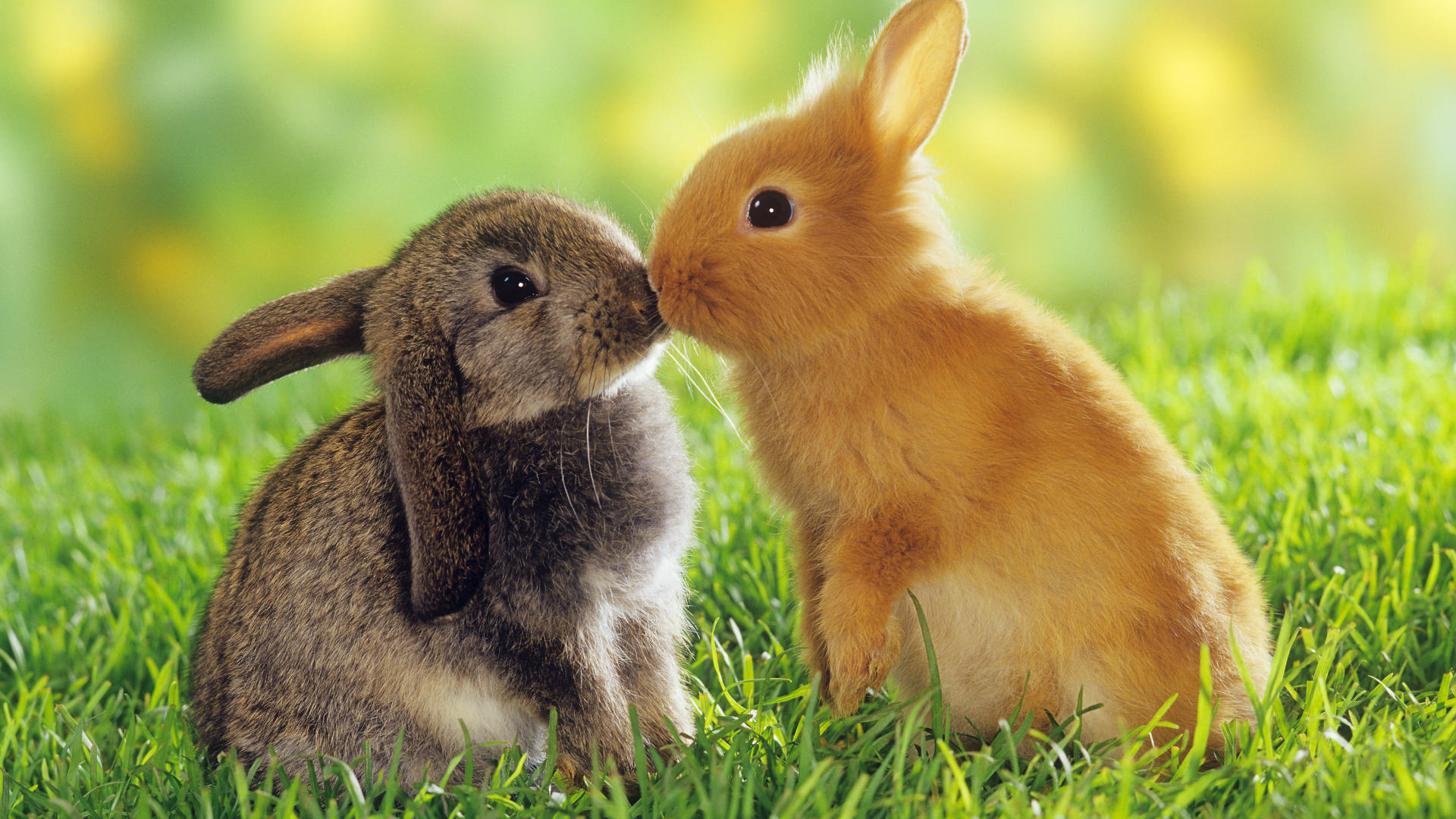 Cute Rabbit Kiss 1920x1080