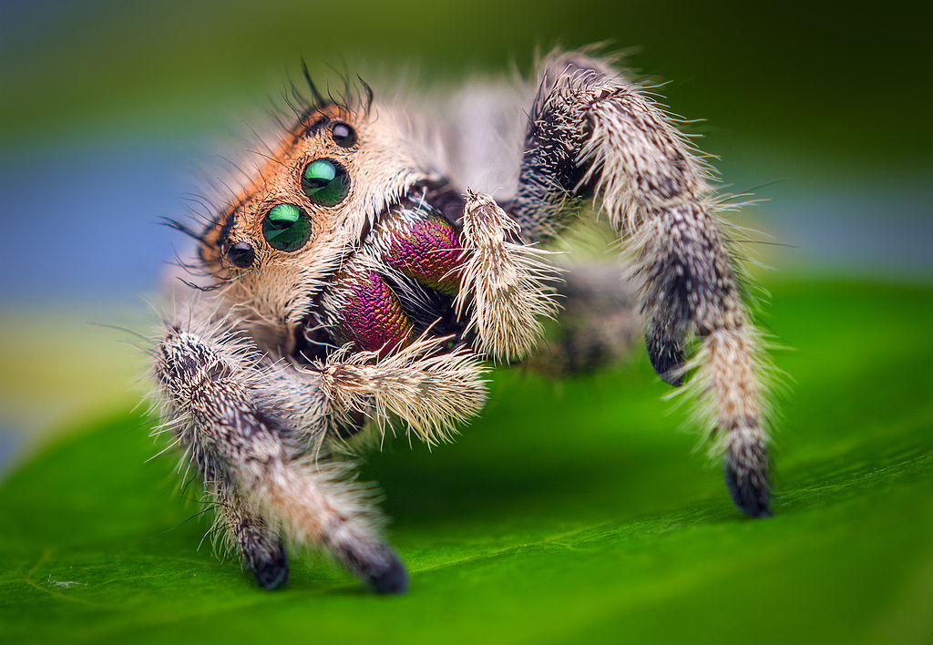 Cute Spider Wallpaper 1024x708