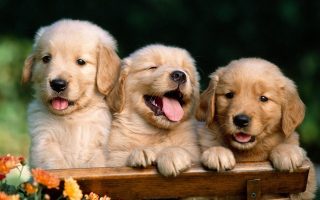 Cute Three Dog Wallpaper