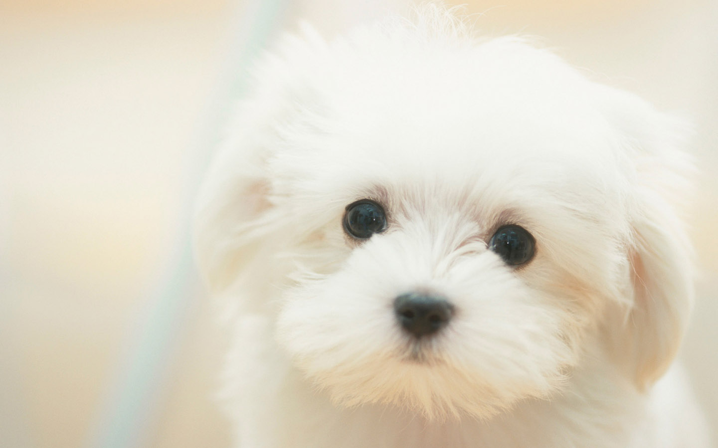 Cute White Dog