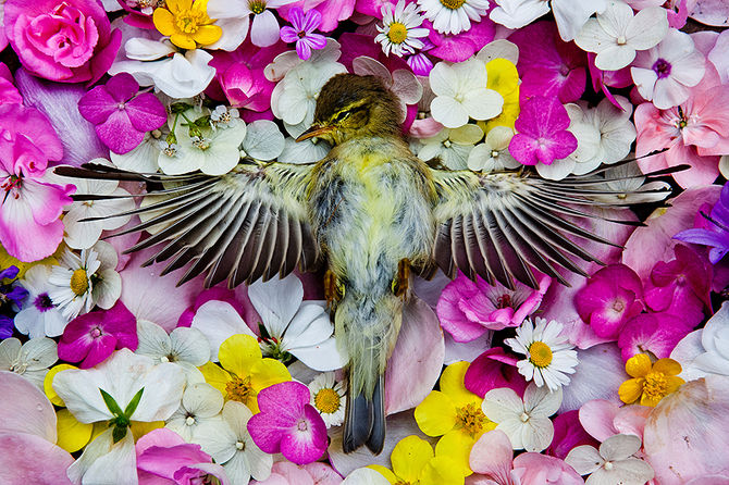 Dead Bird Flowers