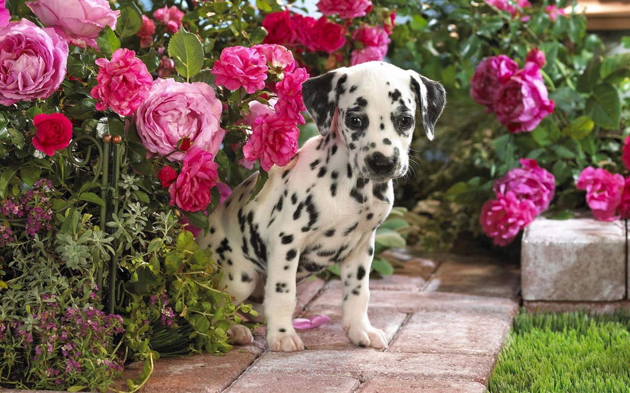 Dog Beautiful Pink Flowers 1280x800