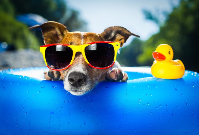 Dog Sunglasses - 2022 Live Wallpaper HD