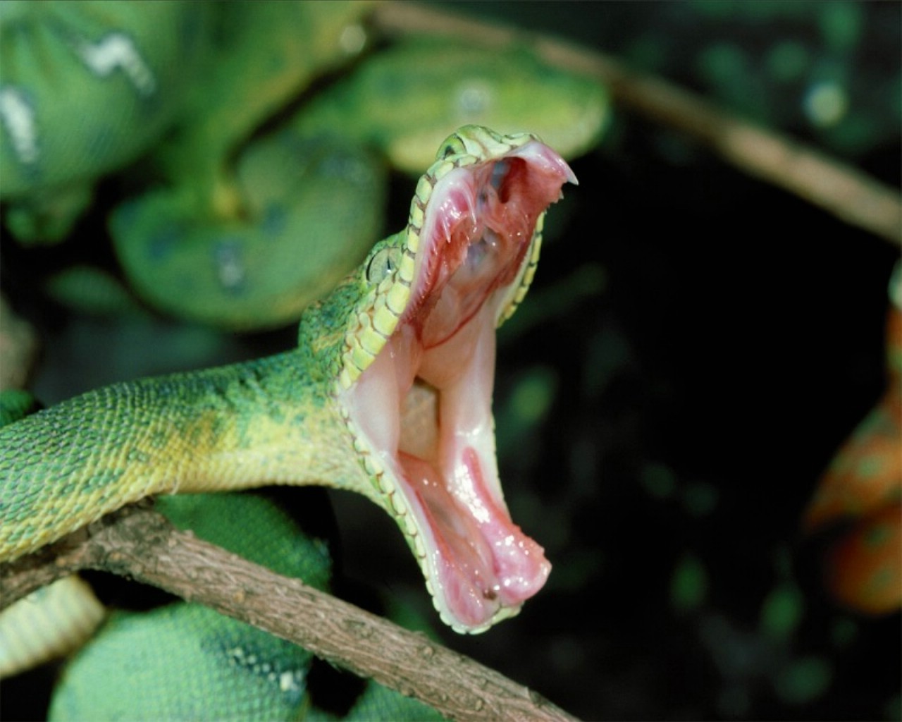Emerald Boa Snake 1280x1024