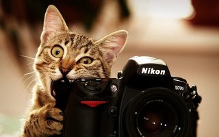 Funny Cat Bite Camera