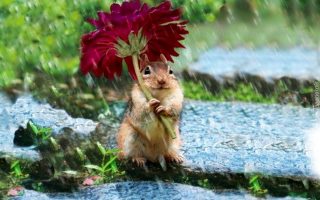 Funny Chipmunk Red Flower Rain