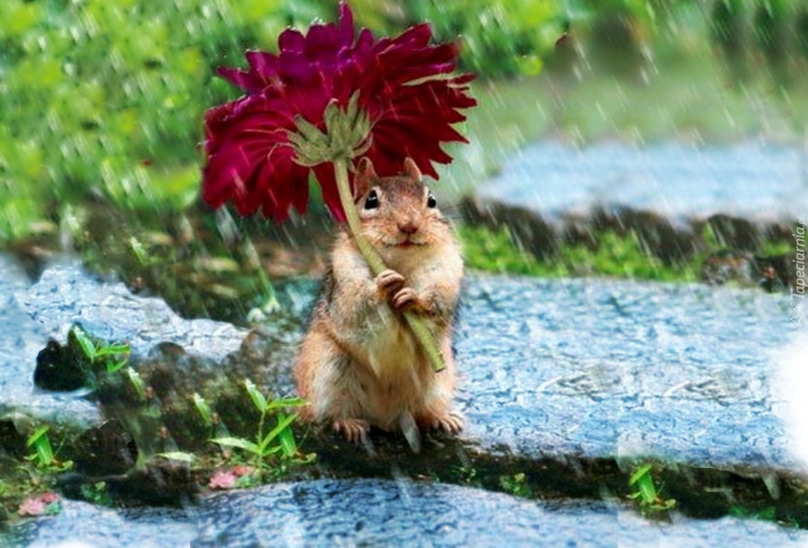 Funny Chipmunk Red Flower Rain 1150x780