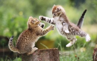 Funny Kittens Animal Wallpaper