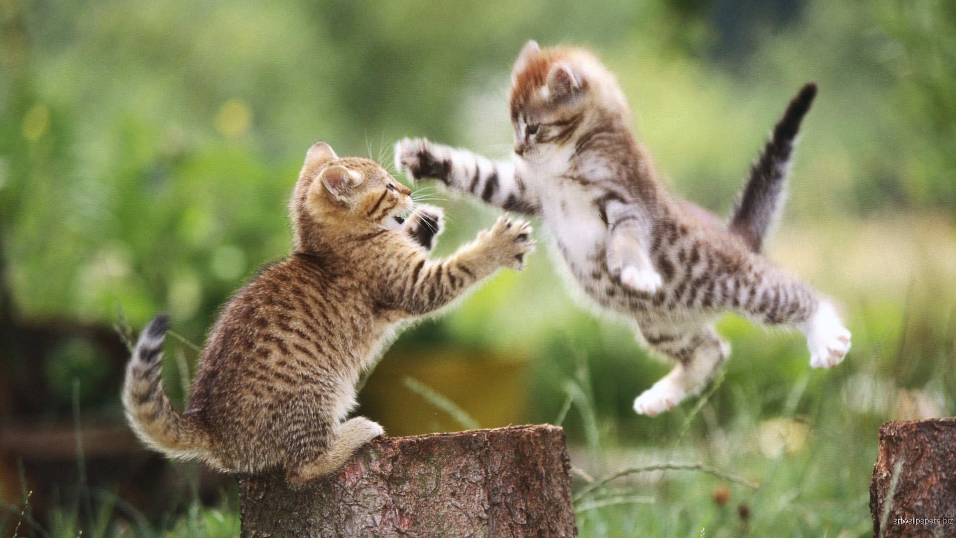 Funny Kittens Animal Wallpaper
