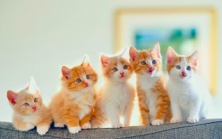 Golden Kitten Wallpapers