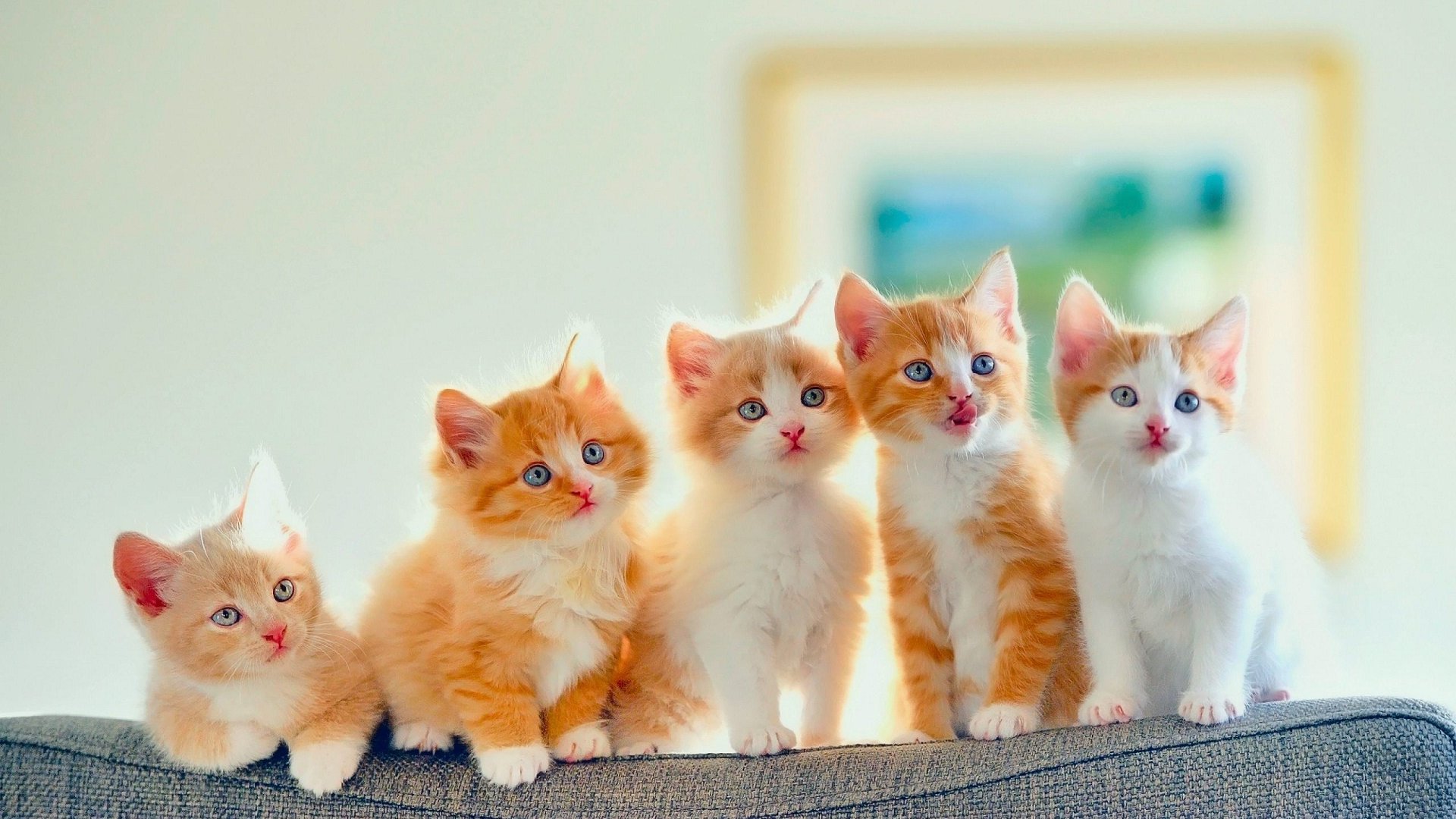 Golden Kitten Wallpapers