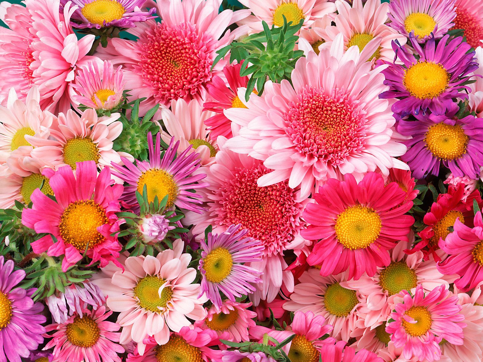 HD Flowers Image
