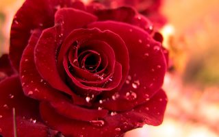 HD Red Rose