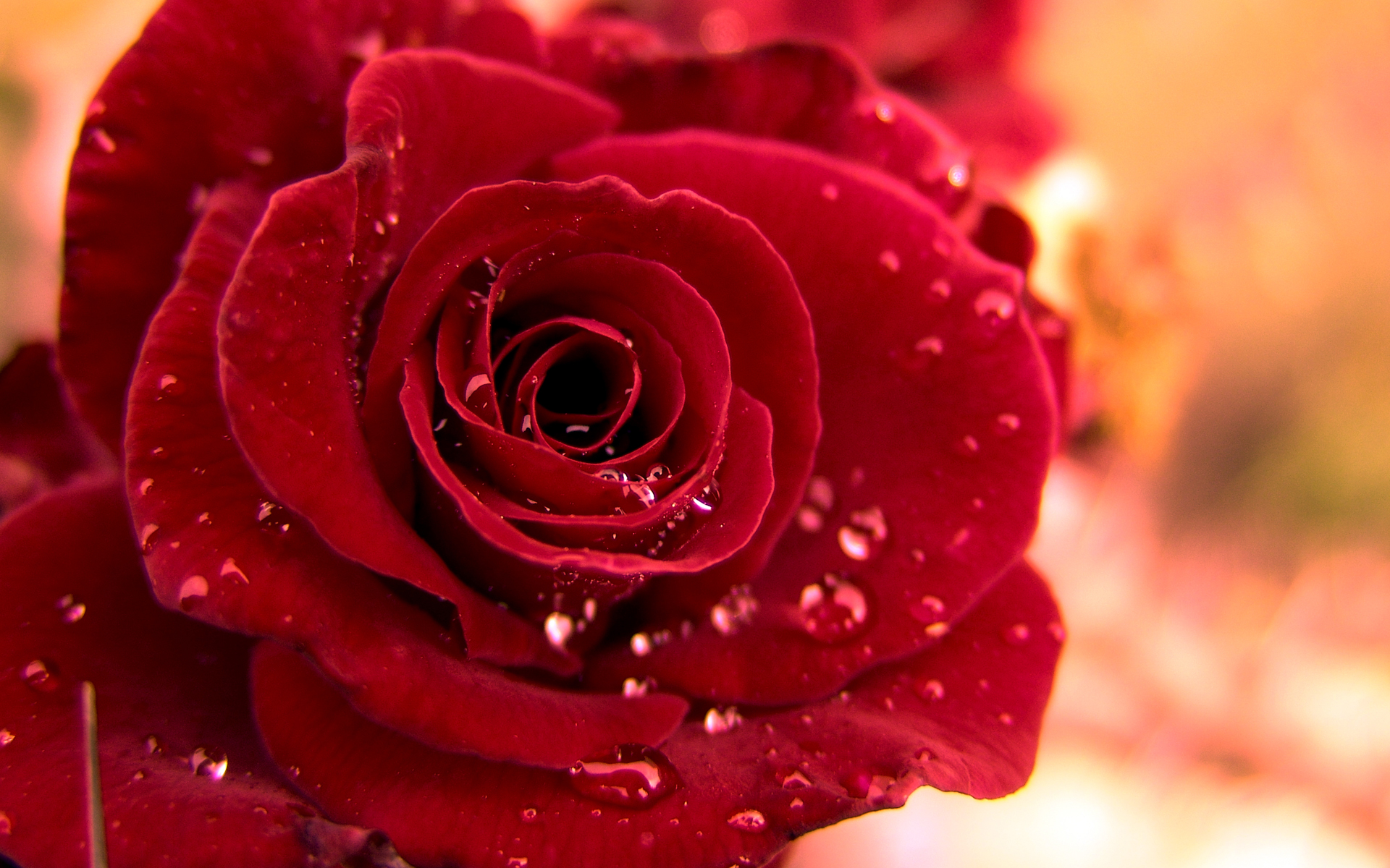 HD Red Rose 1920x1200