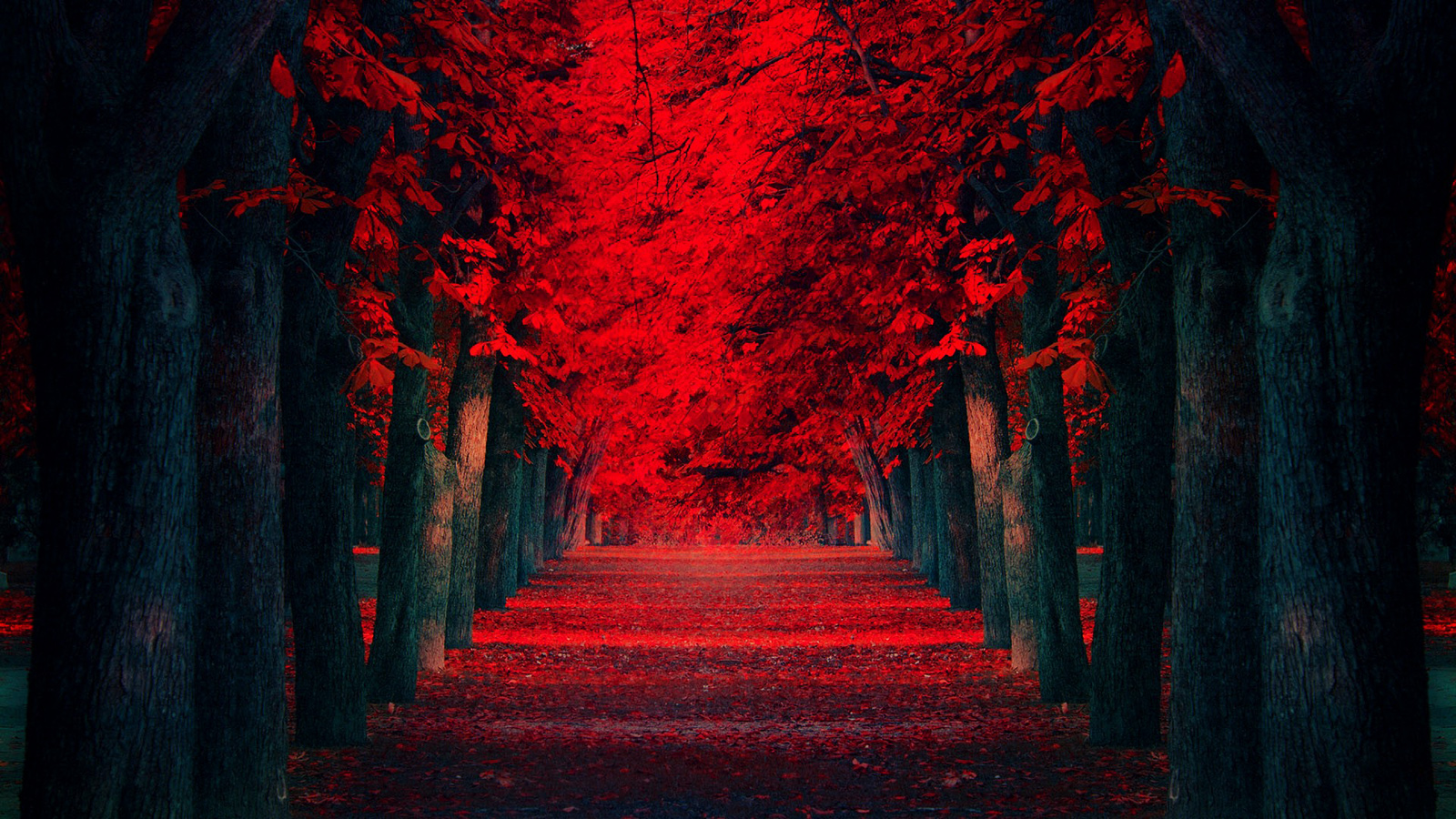 HD Wallpaper Red Leaves Covered Road 1600x900